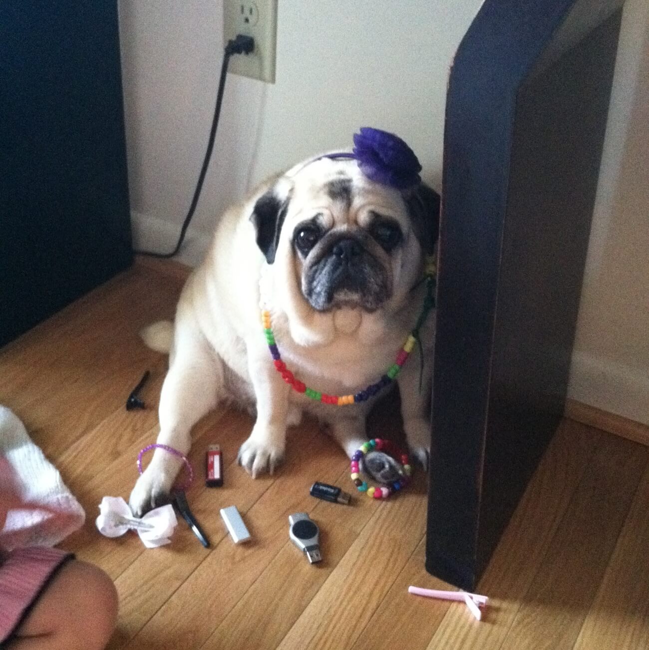 an old home photo of a pug wearing a a bow and kids beaded bracelent and necklace